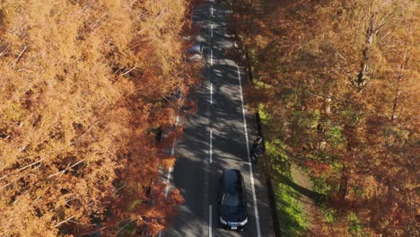 Cars-traveling-through-golden-Autumn-colors-at-Metasequoia-Namiki-in-Shiga,-Japan