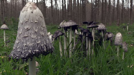 Shaggy-ink-cap-or-Coprinus-comatus-growing-in-woodland,-close-up