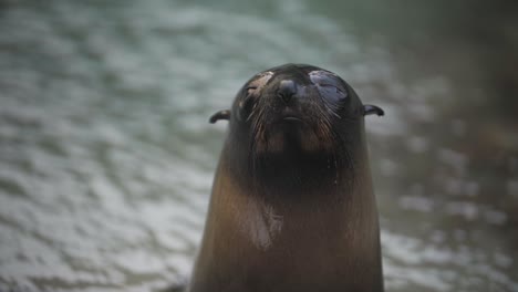 Close-up-of-a-cute-baby-fur-seal,-turning-its-head-and-looking-into-the-camera-with-big-eyes,-then-showing-its-neck