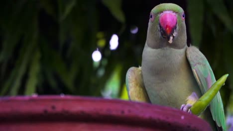Indian-rose-ringed-parakeet-also-known-as-Indian-Parrot