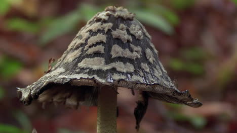 Magpie-Inkcap-or-Coprinopsis-picacea-encircled-with-small-insects