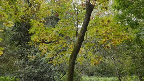 Tall-and-Thin-Tree-Full-of-Yellow-and-Green-Leaves,-Autumn-View