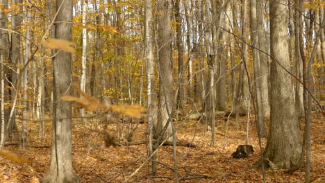 Herbst-Im-Wald-Mit-Einem-Einzelnen-Schwarzen-Vogel-Mit-Rotem-Kopf-Auf-Einem-Baum-In-Der-Mitte