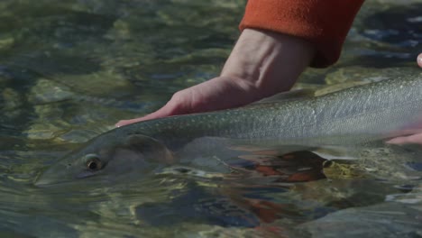 Man-releasing-bull-trout-into-a-river-after-being-caught-in-slow-motion-4k-Footage