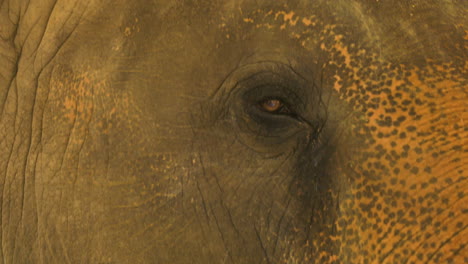 Wunderschöne-Nahaufnahme-Des-Blinkenden-Auges-Eines-Asiatischen-Elefanten