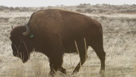 bison-backlit-walking-and-eating-slomo-as-camera-rolls-by-foreground
