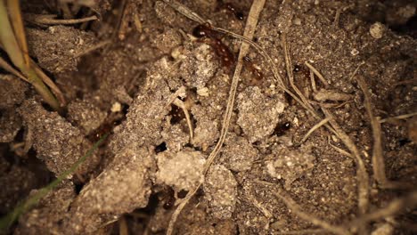 Top-down-view-of-disturbed-fire-ant-mound---many-ants-burrowing-in---out-of-dirt,-very-large-major-ant-comes-into-view,-walks-across---then-out-of-frame,-another-major-ant-travels-on-opposite-side