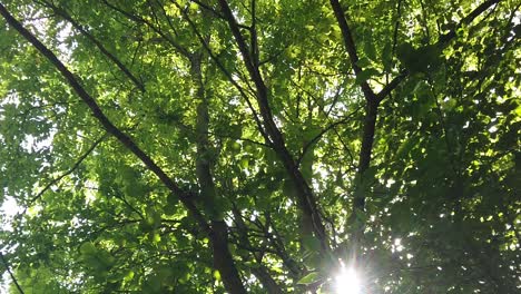Der-Blick-Auf-Das-Sonnenlicht-Durch-Die-Blätter-Des-Waldes