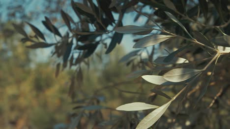 Olive-groove-tree-leaves-blowing-in-wind