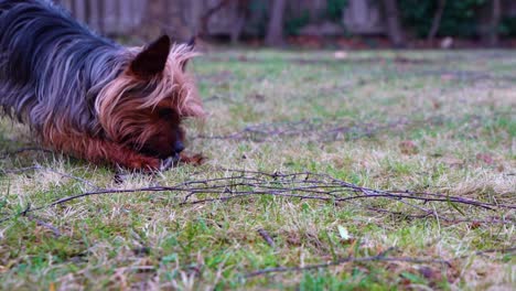 Leidenschaftlicher-Yorkshire-Terrier-Hund,-Der-In-Zeitlupe-Einen-Ast-Im-Garten-Beißt-Und-Kaut