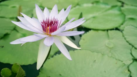 Die-Lotusblumen-Blühen-Im-Teich-Und-Haben-Wunderschöne-Grüne-Lotusblätter