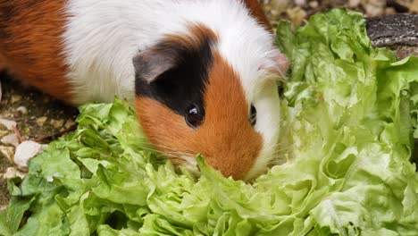 Cute-guinea-pig-chewing-green-salad-outdoors-in-garden,static-macro-view