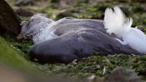 Tote-Möwe-Liegt-Im-Verschmutzten-Sumpf-Am-Fluss,-Rio-Tejo---Seixal