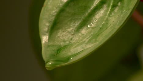A-Round-Crystallized-Water-Droplets-Forming-Dripping-From-The-Tip-Of-A-Green-Leaf---Close-Up-Shot