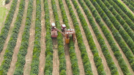 Aerial-view-of-coffee-plantation-mechanized-harvesting