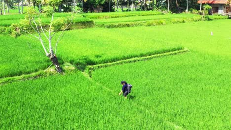 Ein-Junges-Mädchen,-Das-Zu-Fuß-Ein-üppiges-Grünes-Reisfeld-Erkundet,-Aufgenommen-Aus-Der-Luft
