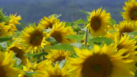 Pan-shot-showing-beautiful-blooming-yellow-sunflowers-on-field-in-nature,close-up
