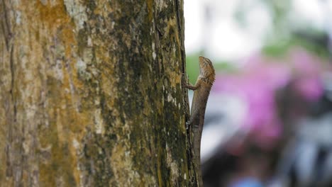 Thai-lizard-on-the-tree.-Lizard-in-slow-motion