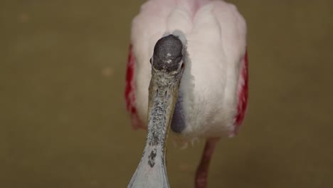 roseate-spoonbill-shaking-its-head-slow-motion