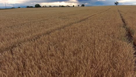 A-low-level-flight-above-golden-wheat-fields-during-a-cloudy-sunset