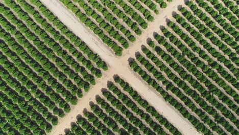 Luftaufnahmen-Von-Großen-Plantagen-Von-Obstbäumen-Und-Landwirtschaftlichen-Feldern