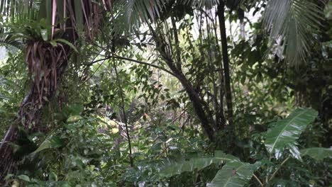 Raindrops-with-deep-rainforest-vegetation-backwards