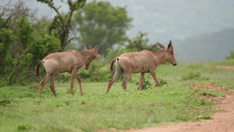 Juvenile-Red-Hartebeest-walk-onto-African-road-in-rain-to-join-family