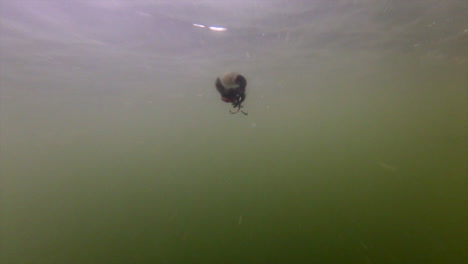 Empty-Underwater-Shot-Of-Reeled-Black-Lure-With-Spinner---medium-slomo-shot