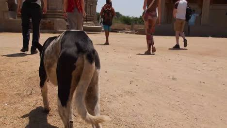 Stray-Dog-Following-The-Group-Of-Tourists-Walking-Around-Hampi-In-Karnataka,-India---Tracking-Shot