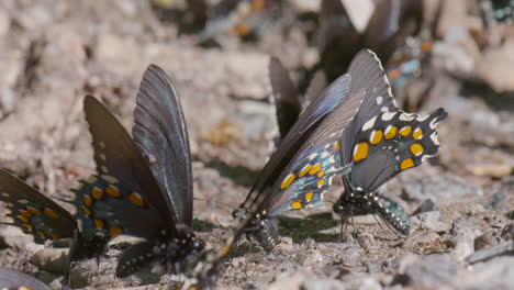 Butterflys-drinking-moister-in-puddle-party