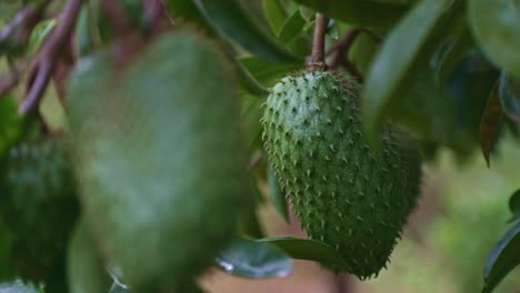 Close-up-shot-of-a-soursop-fruit-hanging-from-a-tree-branch,-moving-in-the-gentle-breeze