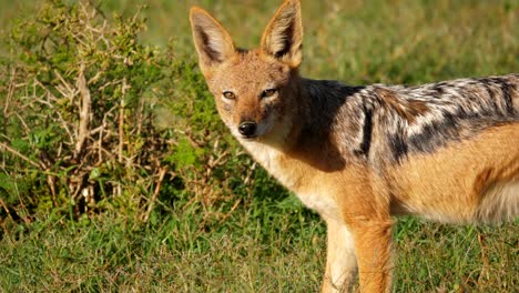 Profile-shot-of-a-black-backed-jackal-looking-directly-at-the-camera-before-turning-away-and-wandering-off
