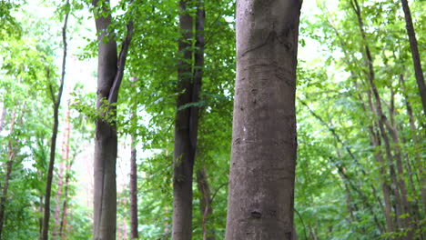 Haufen-Getrockneter-Hölzer-Am-Fuß-Eines-Hohen-Waldbaums-–-Nach-Oben-Geneigte-Aufnahme