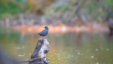 American-dipper-perching-on-a-log-in-a-creek-and-taking-off-in-slow-motion