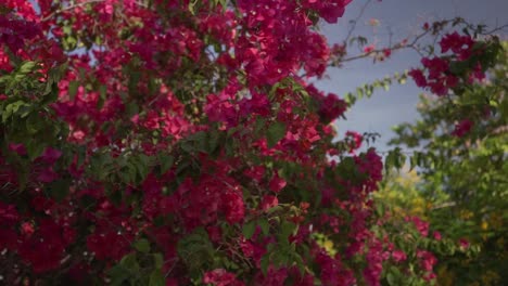 Deslizándose-Alrededor-De-Un-Hermoso-Arbusto-Grande-Con-Flores-De-Color-Rosa-Púrpura