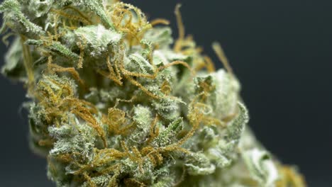Panning-shot-of-a-healthy-Weed-Nugget-Bud,-marijuana,-Cannabis