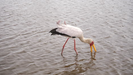 A-yellow-billed-stork-walking-and-hunting-for-food-in-shallow-water