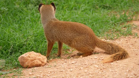 Curious-yellow-mongoose-easily-digging-under-a-rock-then-moves-on