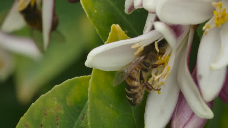 Eine-Makroaufnahme-Einer-Gruppe-Bienen,-Die-Honig-Aus-Einem-Sprießenden-Zitronenbaum-Extrahieren