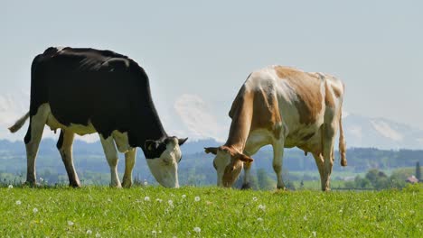 herd-of-cows-on-summer-pasture-in-rural-landscape
