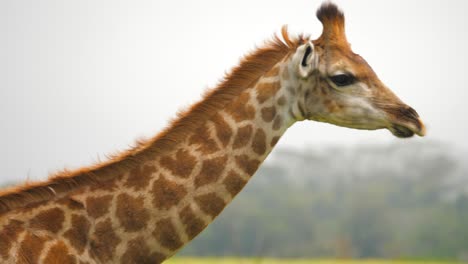 Closeup-of-giraffe-shaking-it's-head-several-times-while-walking