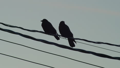 Two-Birds-Perched-on-a-Wire