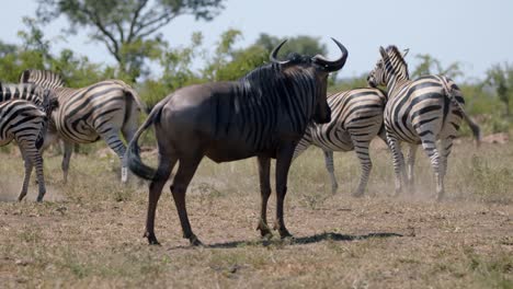 Wildebeest-Watching-Burchells-Zebra-Herd-Running-in-African-Savanna,-Full-Frame-Slow-Motion