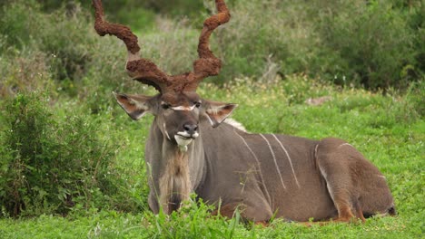 Large-male-Kudu-with-muddy-spiral-horns-chews-cud-on-African-savanna