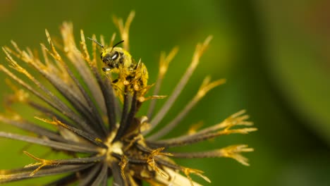 Close-up-of-Sweat-bee-pollinating-a-blackjack-plant-weed