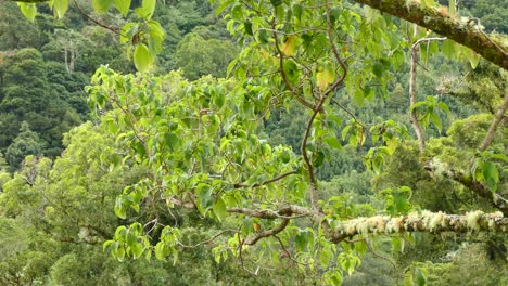 Ramas-De-Pájaro-Vireo-De-Un-Bosque-De-Costa-Rica