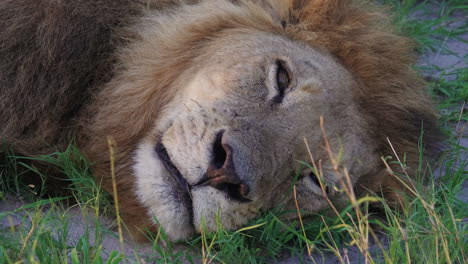 Black-Maned-Lion-Resting-On-The-Ground-In-Okavango-Delta,-Botswana,-Africa