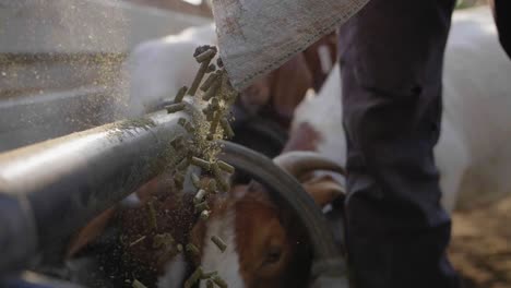 Close-up-of-goat-feed-pouring-while-goats-eat-from-trough