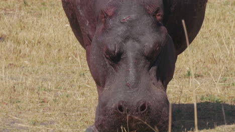 Un-Solo-Toro-Hipopótamo-Herido-Y-Flojo-Caminando-Directamente-Hacia-La-Cámara-En-El-Campo-Seco-En-Nxai-Pan,-Botswana---Primer-Plano