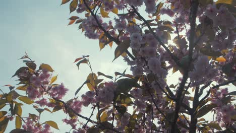 Sunlight-shining-through-Prunus-Kanzan-Cherry-Blossom-tree-SLOW-MOTION